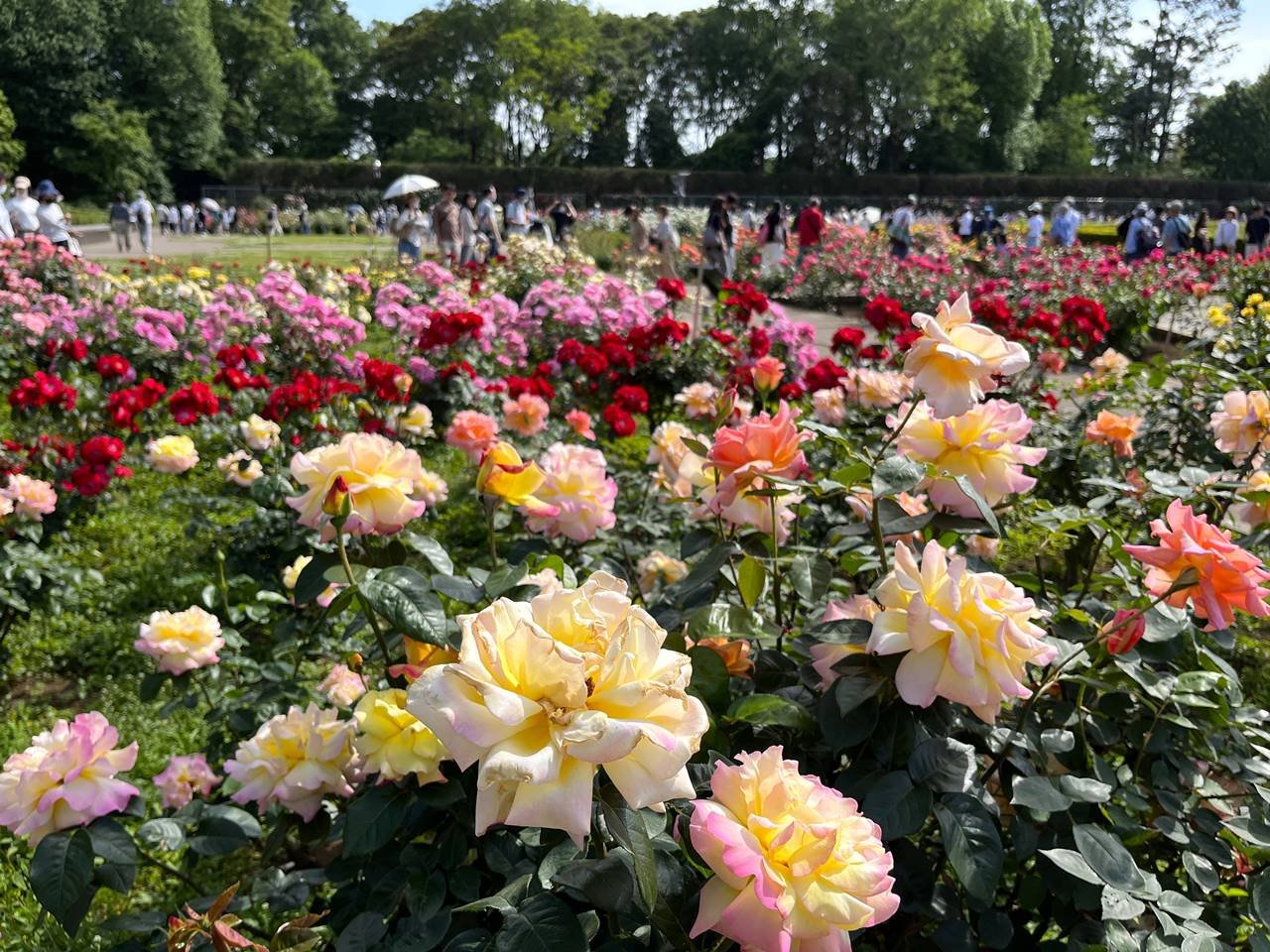 🌳 진다이 식물공원(진다이 쇼쿠부츠 코엔) 이미지 1